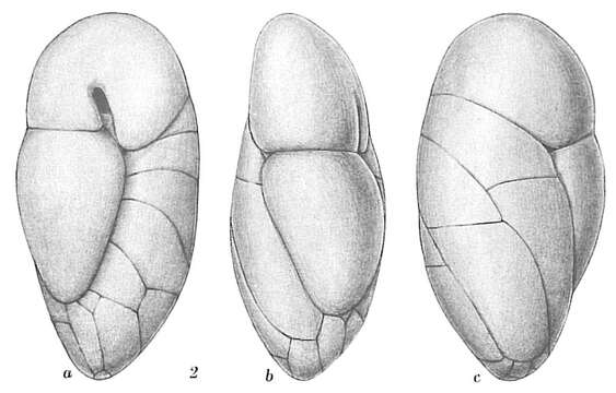 Image of Robertina arctica d'Orbigny 1846