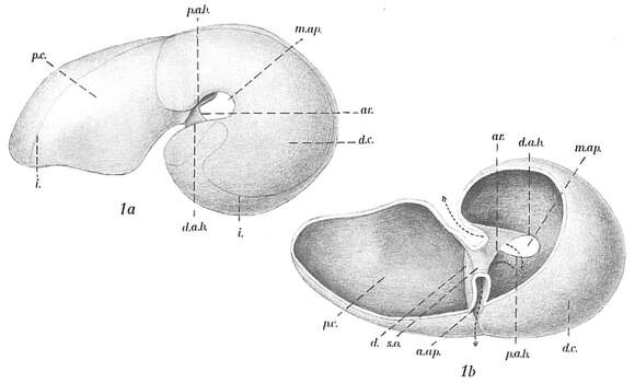 Image of Robertina arctica d'Orbigny 1846