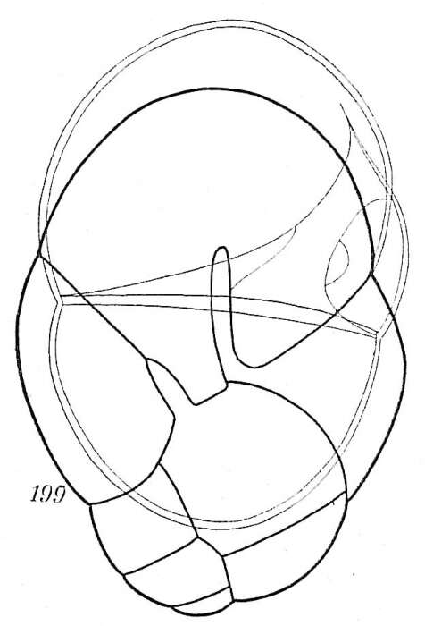 Image of Robertinoides normani (Goës 1894)