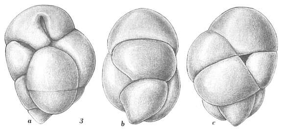 Image of Robertinoides normani (Goës 1894)