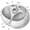 Plancia ëd Robertinoides normani (Goës 1894)