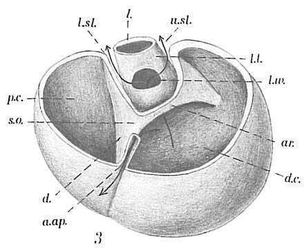 Plancia ëd Robertinoides normani (Goës 1894)