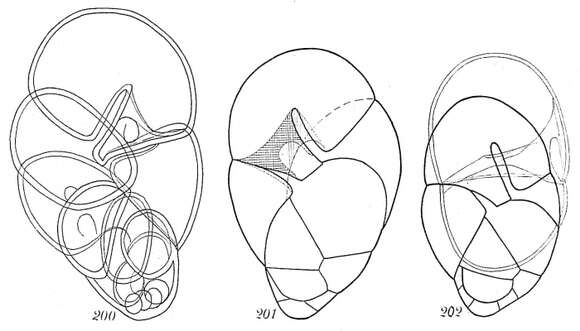 Image of Robertinoides suecicum Höglund 1947