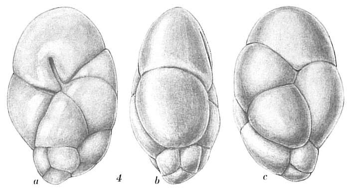 Image of Robertinoides suecicum Höglund 1947