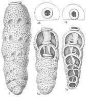 Image of Siphogenerina Schlumberger ex Milne-Edwards 1882