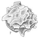 Image of Storthosphaera albida Schulze 1875