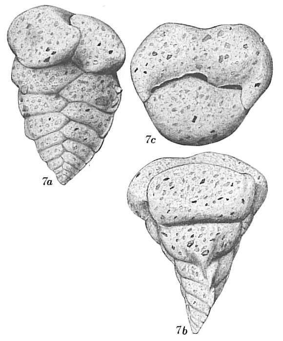 Image of Textularia bocki Höglund 1947