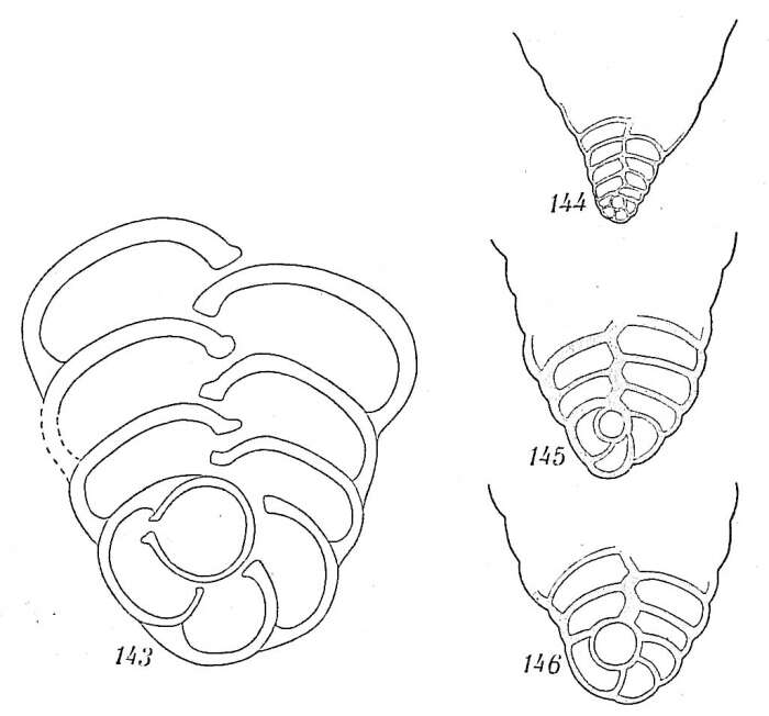 Image of Textularia sagittula Defrance 1824