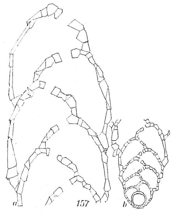 Image of Textularia skagerakensis Höglund 1947