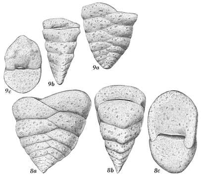 صورة Textularia truncata Höglund 1947