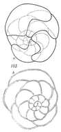 Trochammina intermedia Grzybowski 1896的圖片