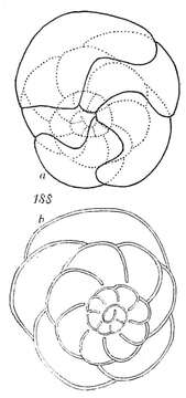 Image of Trochammina intermedia Grzybowski 1896