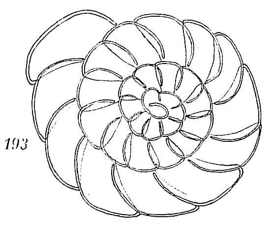 Image of Trochammina multiloculata Höglund 1947