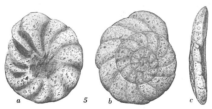 Trochammina multiloculata Höglund 1947的圖片