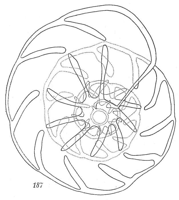 Image of Trochammina stellata Höglund 1947