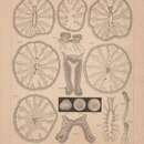 Image of Ovactis brasiliensis Van Beneden 1897