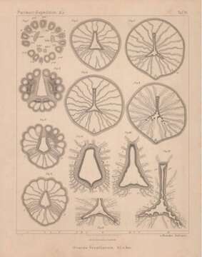 Image of Ovactis brasiliensis Van Beneden 1897