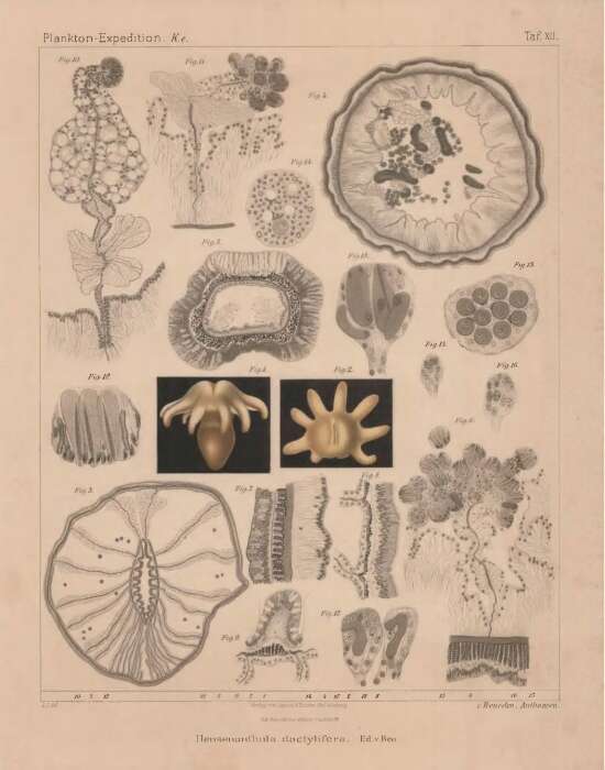 صورة Hensenanthula dactylifera Van Beneden 1897