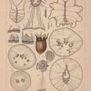 Image of Hensenanthula dactylifera Van Beneden 1897