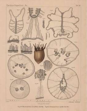 Image of Hensenanthula dactylifera Van Beneden 1897