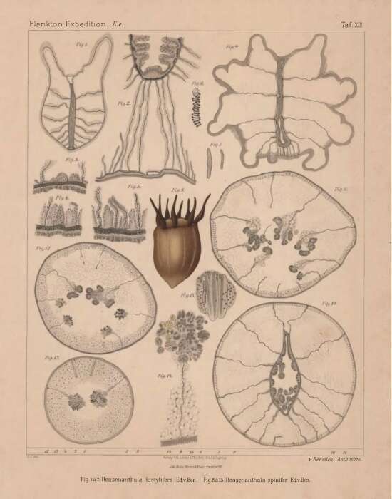 صورة Hensenanthula dactylifera Van Beneden 1897