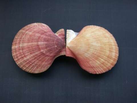 Image of Iceland scallop