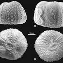 Image of Cuscuzispina riachuelensis Manso & Souza-Lima 2011