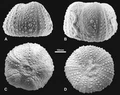 Image of Cuscuzispina riachuelensis Manso & Souza-Lima 2011