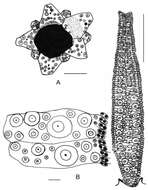 Image of Cuscuzispina riachuelensis Manso & Souza-Lima 2011