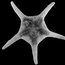 Image of Circeaster sandrae Mah 2006