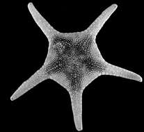 Image of Circeaster sandrae Mah 2006