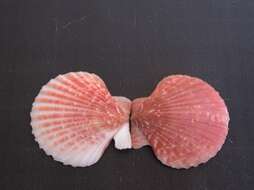 Image of queen scallop