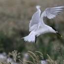 Image of sandwich tern