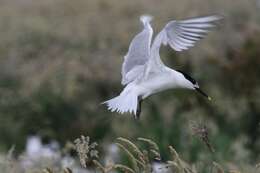 Image of sandwich tern