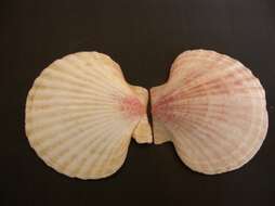 Image of queen scallop