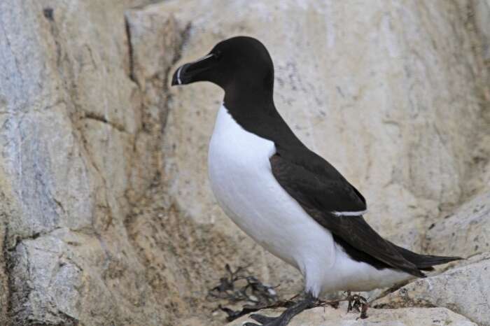 Image of Lesser auk