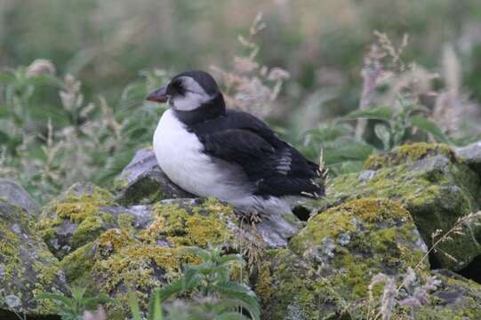 Image of Puffin