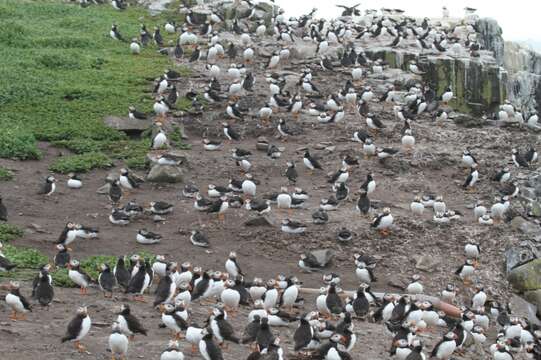 Image of Puffin