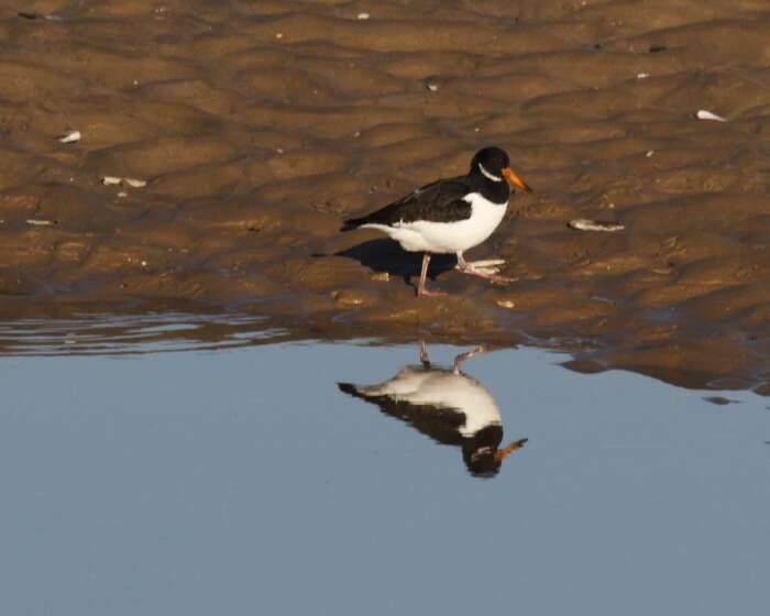 Image of oystercatcher, eurasian oystercatcher