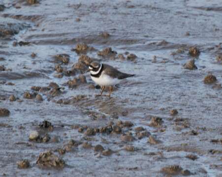 Image of ringed plover, common ringed plover