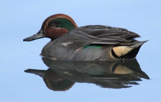 Image of teal, common teal