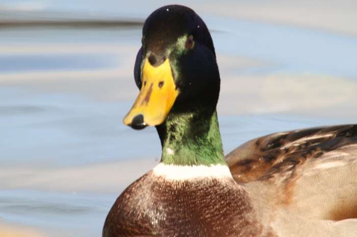 Image of Common Mallard