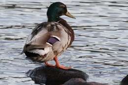 Image of Common Mallard