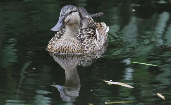 Image of Common Mallard