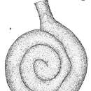 Image of Ammodiscus exsertus Cushman 1910