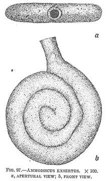 Image of Ammodiscus exsertus Cushman 1910