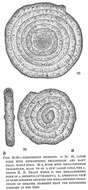 صورة Ammodiscus incertus (d'Orbigny 1839)