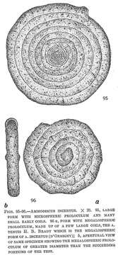 Image of Ammodiscus incertus (d'Orbigny 1839)