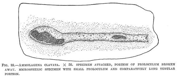 Image of Ammolagena clavata (Jones & Parker 1860)
