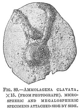 Image of Ammolagena clavata (Jones & Parker 1860)